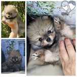 Piesek szpic miniaturowy pomeranian ZKwP FCI
