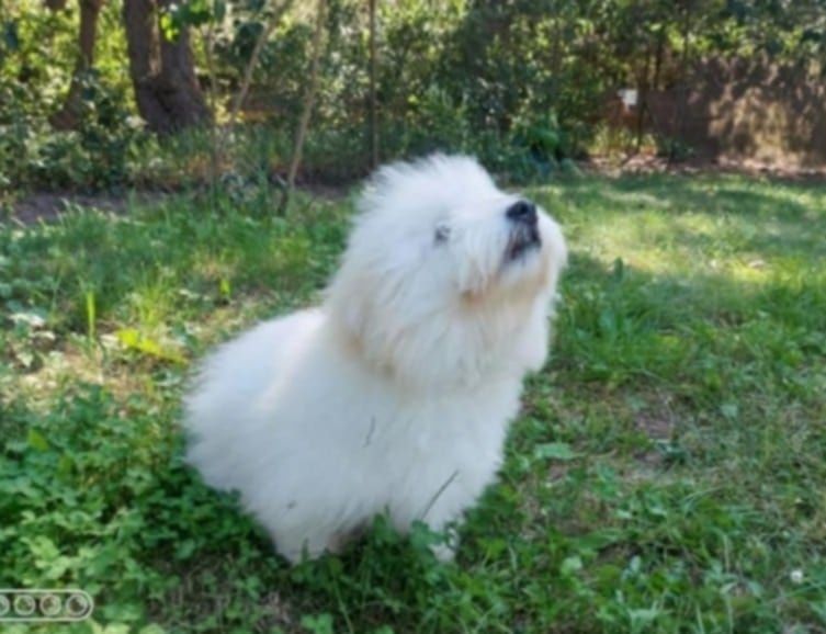 Coton de Tulear FCI (piesek)