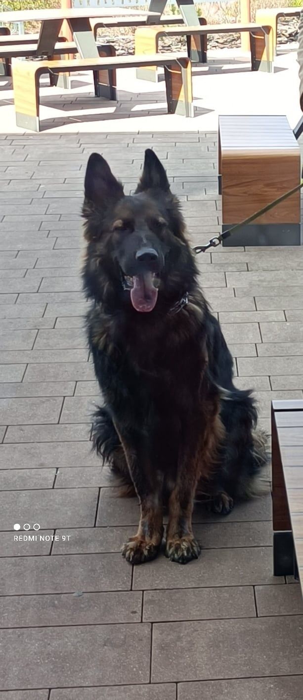 Owczarek staroniemiecki w typie rasy do adopcji