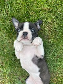 Suczka Szczeniak Boston Terrier ( nie Buldog )