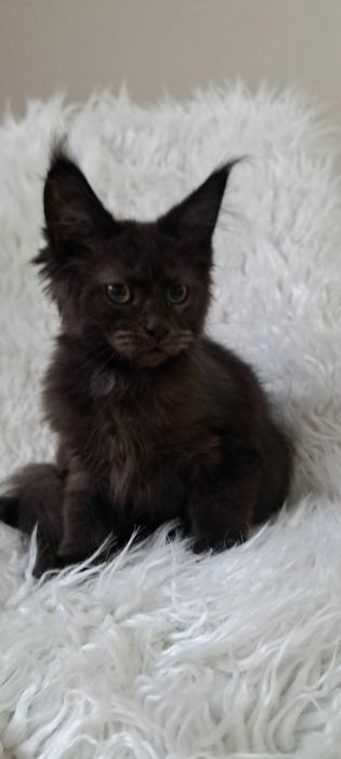 Gotowy do odbioru kocurek Maine Coon