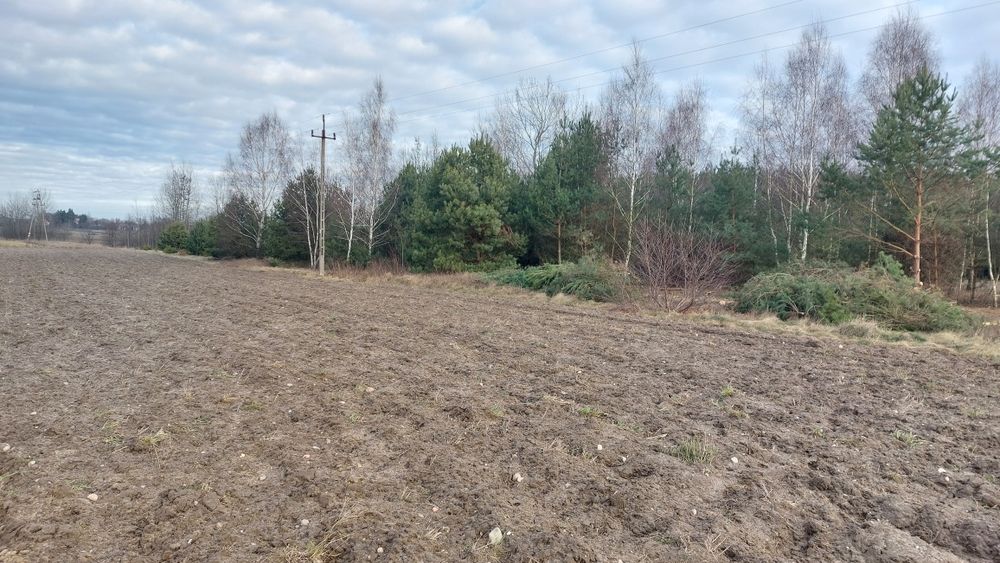 Mulczer  leśny powierzchniowy wycinka