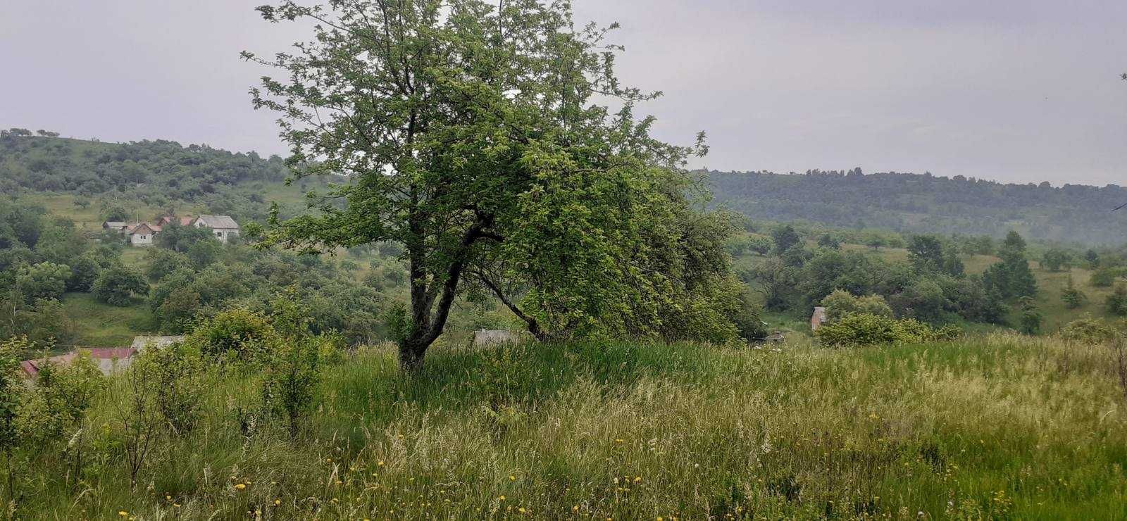 Продається земельна ділянка в Тячівських Лазах