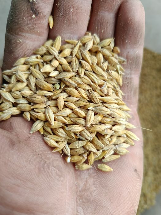 Продам ярий ячмінь урожай 2025 року