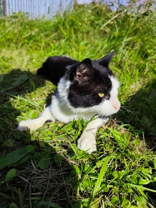 Kot szuka DOMU, Edzio kot w potrzebie szuka domu