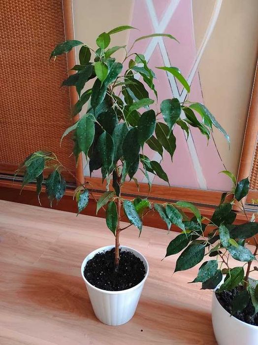 Фикус Даниэль деревце домашнее 76 см