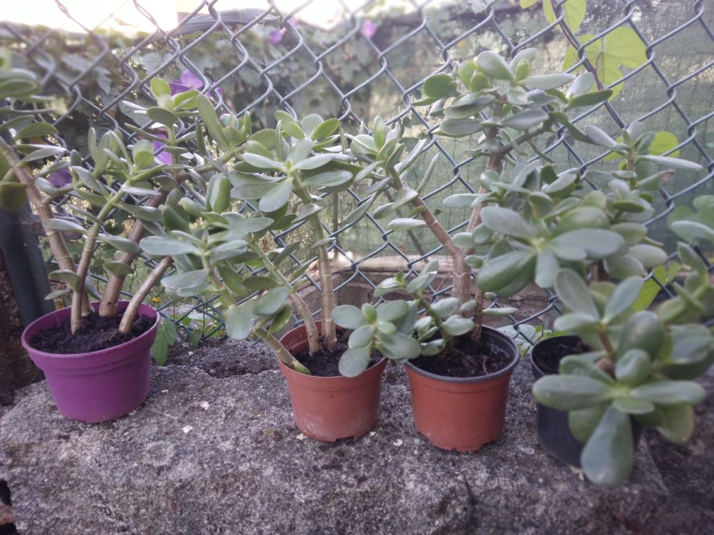 Suculentas em vasos,  planta da prosperidade