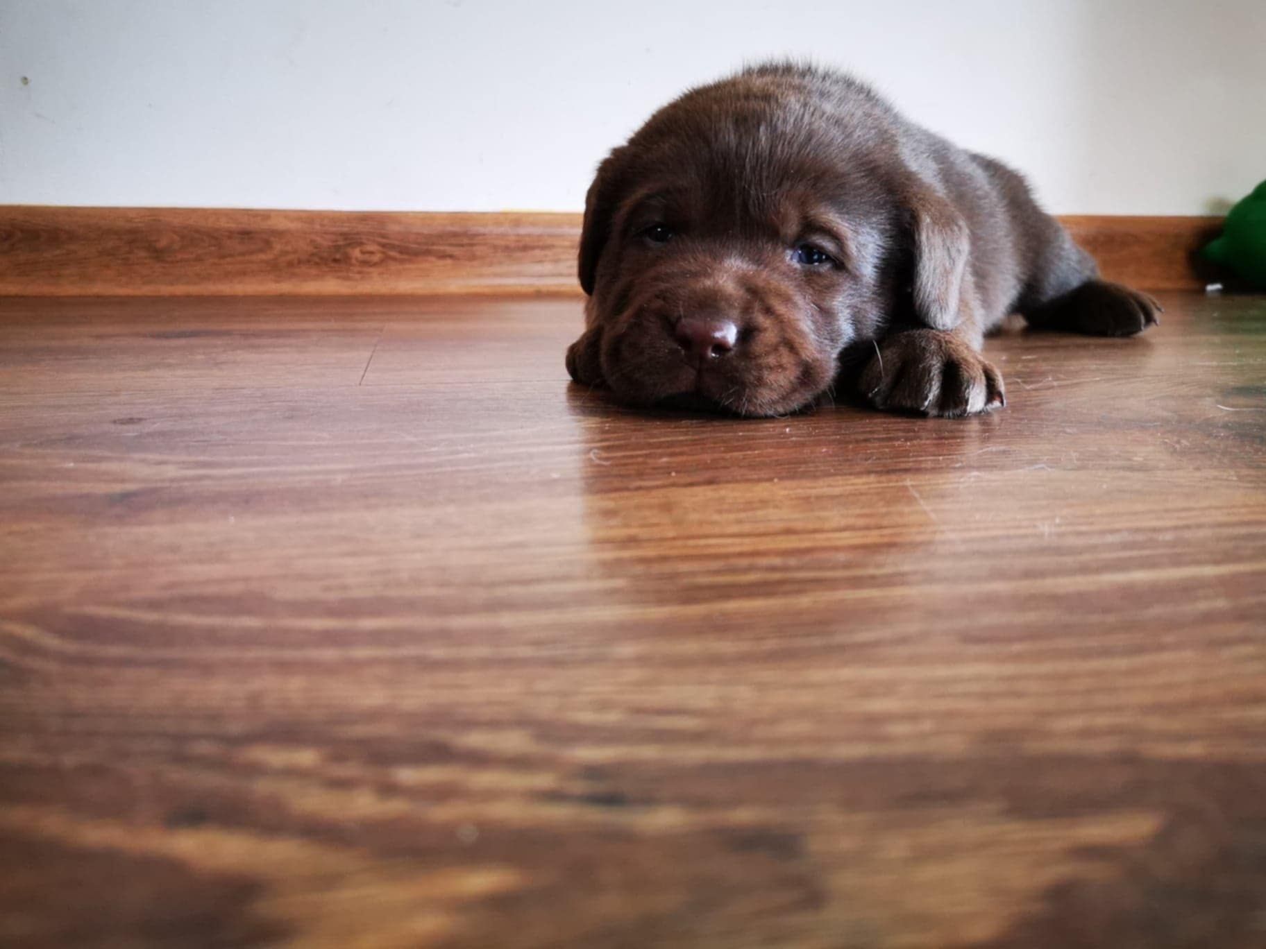 Labrador retriever