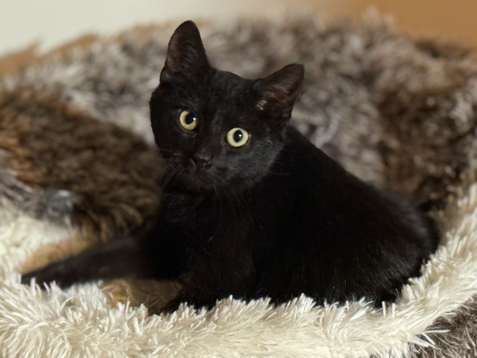 3 miesięczna Urszulka szuka domu