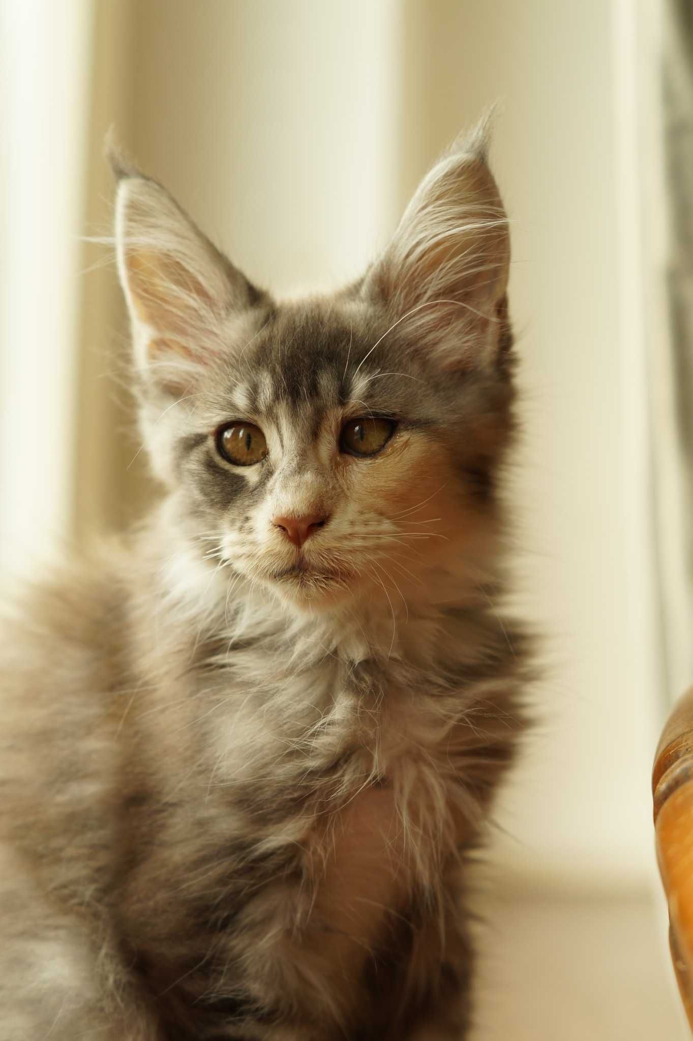 Sabrina niebieska szylkretka z bielą Maine Coon