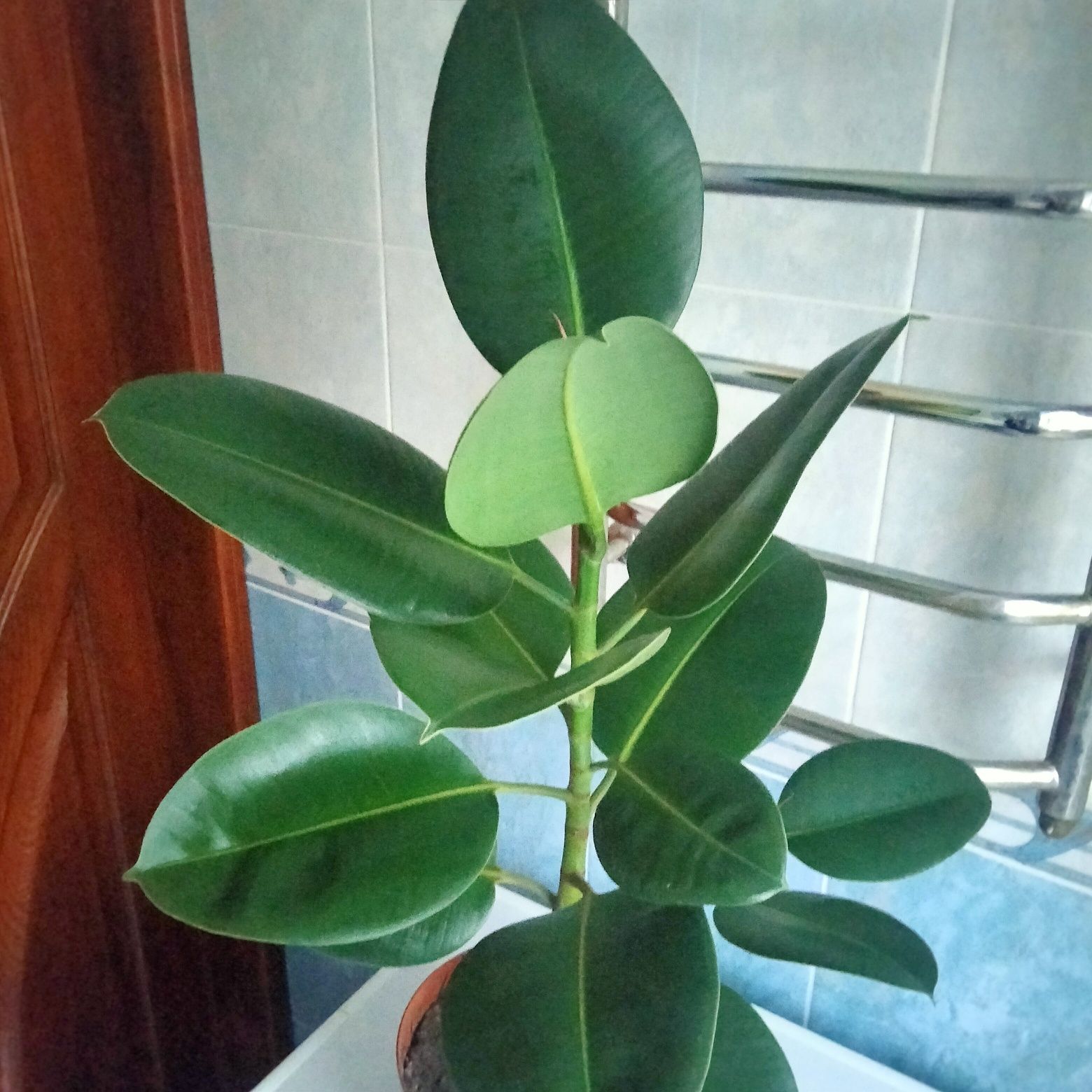 Продам фікус (висота з горщиком -85см)
