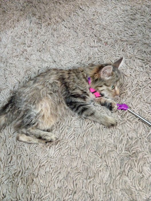 Подарую кошеня. Пухнасте.