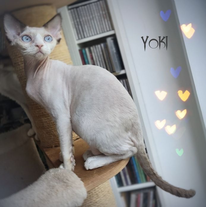 Devon rex Yoki z oczami jak morze
