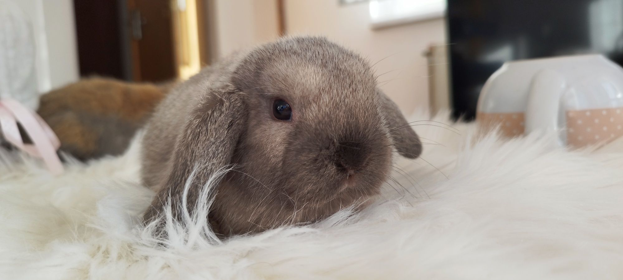 Królik miniaturka baranek mini lop hodowla