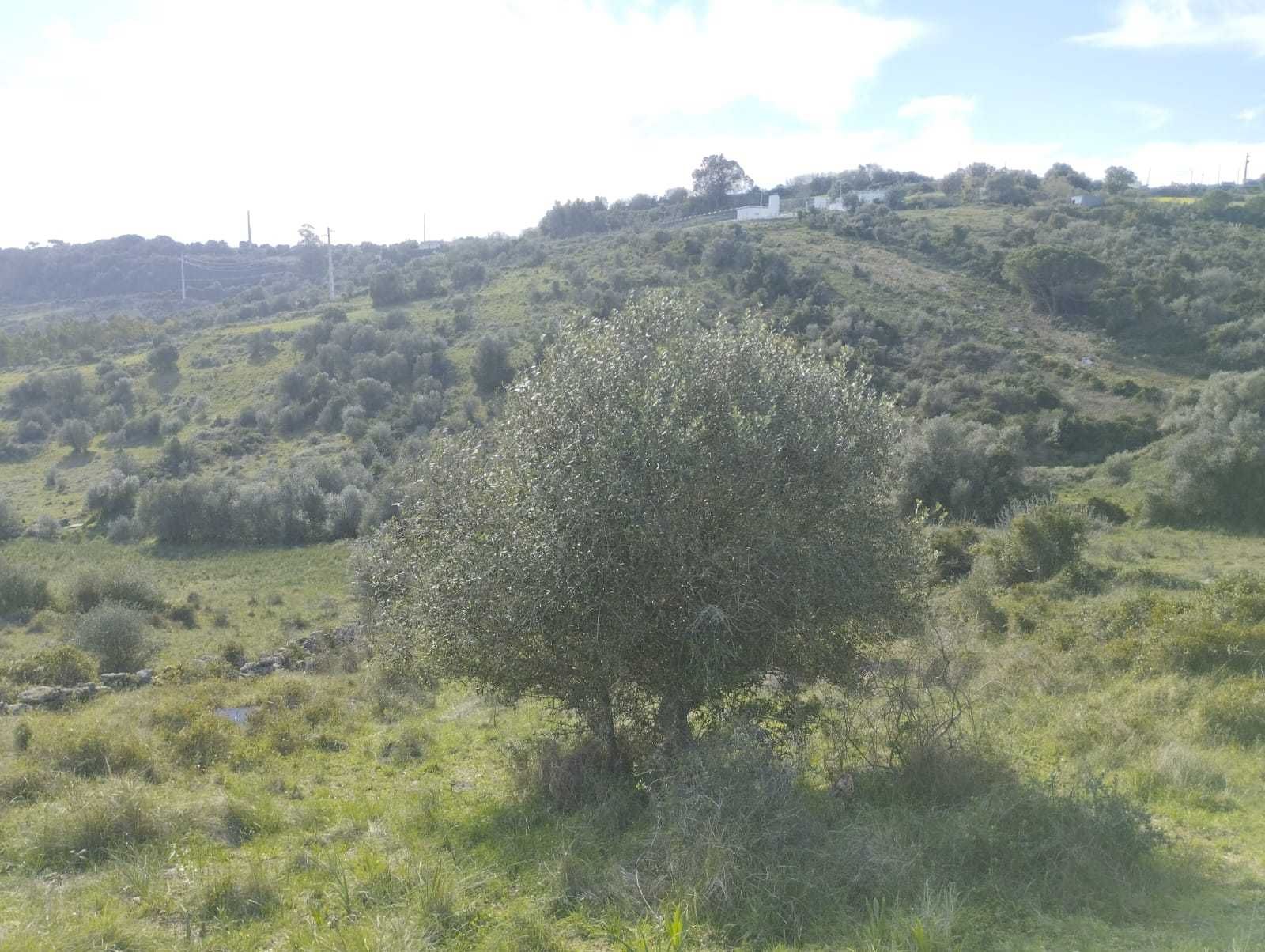 Terreno 1840m2 em Cabrela