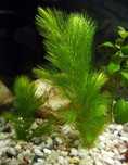 Ceratophyllum demersum - Rogatek Sztywny Wysyłka