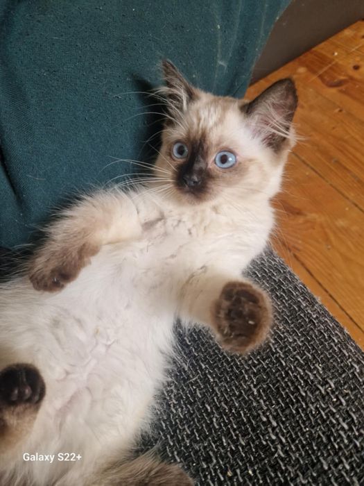 Kot brytyjski/ragdoll 3 miesiące