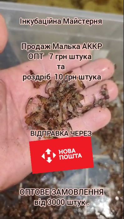 АККР мальок Австралійського рака 7 грн за штучку