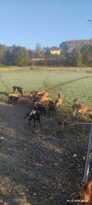 Sprzedam owce kameruńskie i kozy
