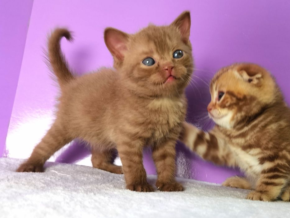 Эксклюзивный циннамоновый котенок с документами и прививками