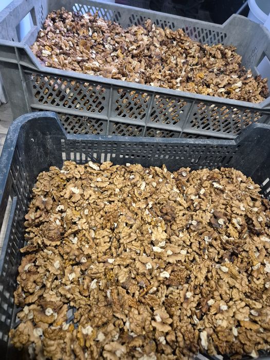 Orzechy luskane tegoroczne