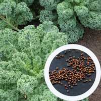 Капуста кейл насіння 0,5 грам (близько 150 шт)  (кудрява, кале) семена