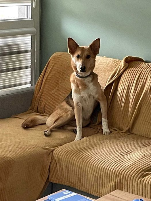 MIKO domowy, pełen życia i energii psiak szuka nowej rodzinki 2letni