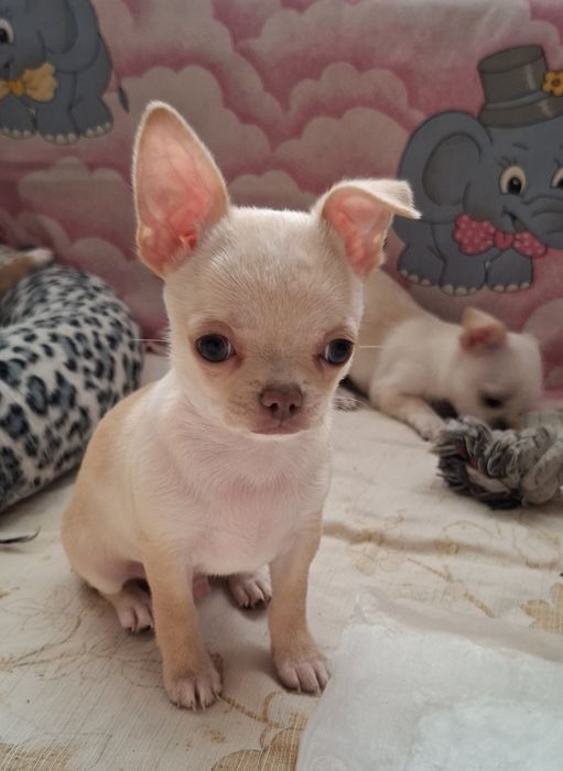 Цуценя чіхуахуа 16.09.25