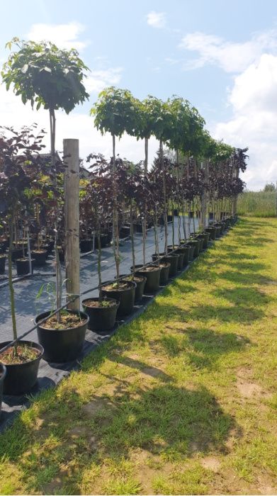 Buk Purpurea Pendula, Purple Fountain krzewy ozdobne