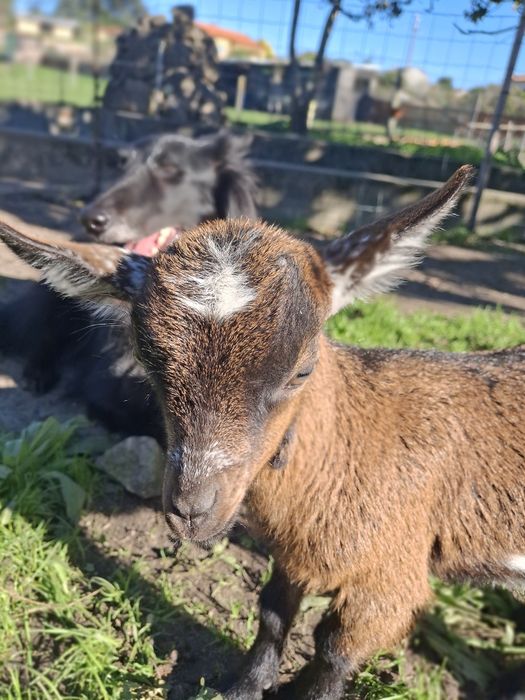 Cabritos anões muito bonitos e bem tratados,  desparasitados