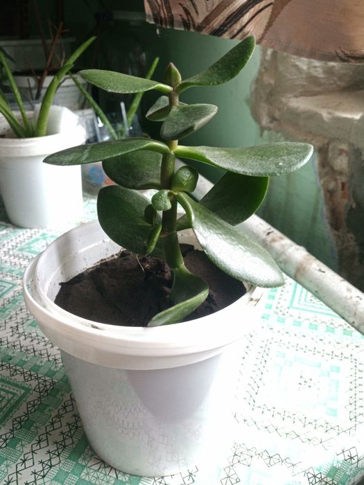 Товстянка (красула)