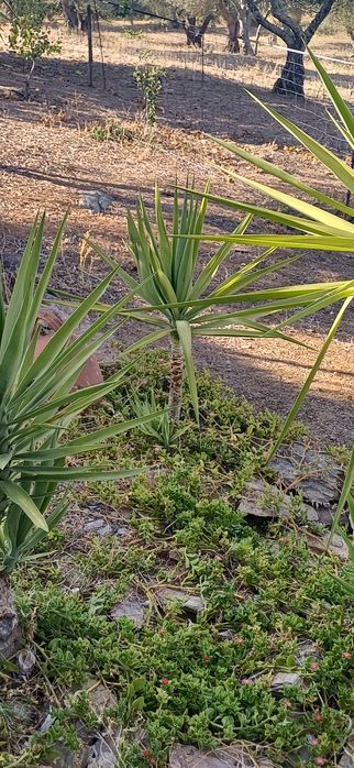 Drogoeiros de vários tamanhos