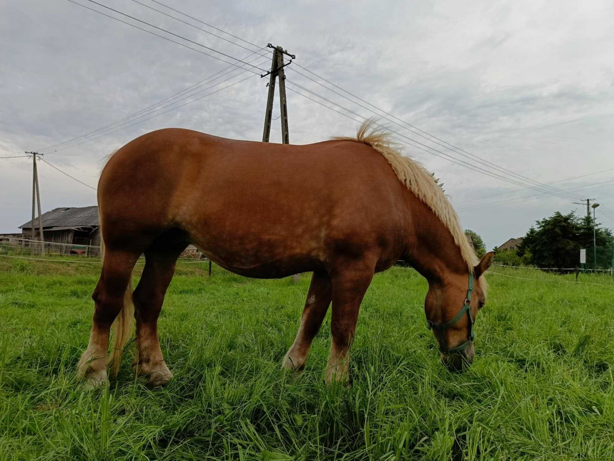 Sprzedam klacz z źrebówką