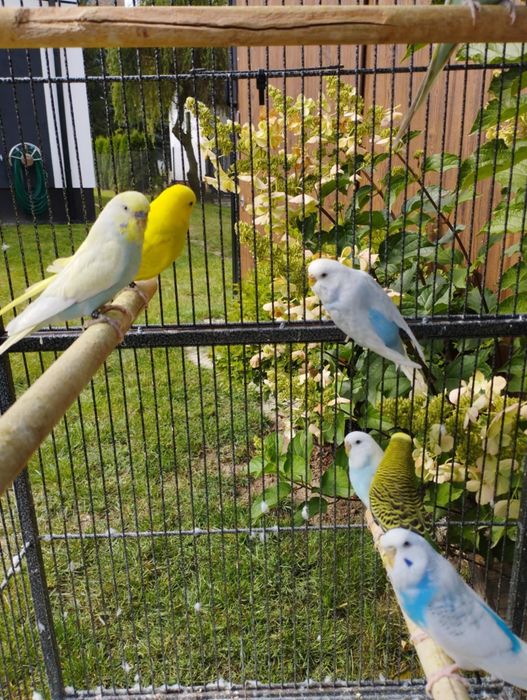 Sprzedam papugi faliste