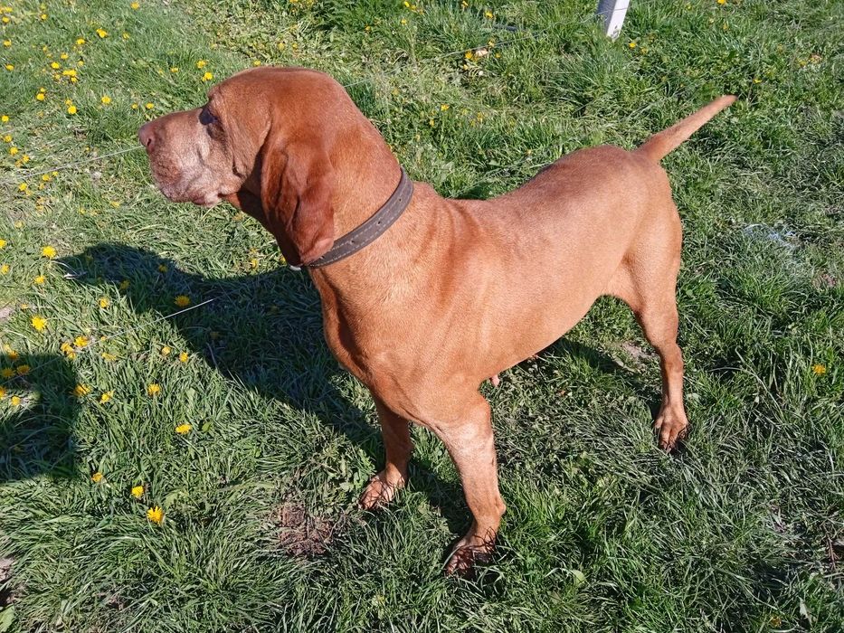 Piesek 4-miesięczny Wyżeł Węgierski krótkowłosy