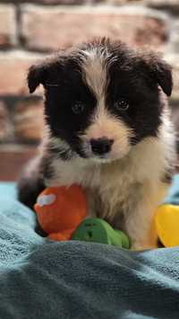 Border Collie przepiękny chłopczyk.