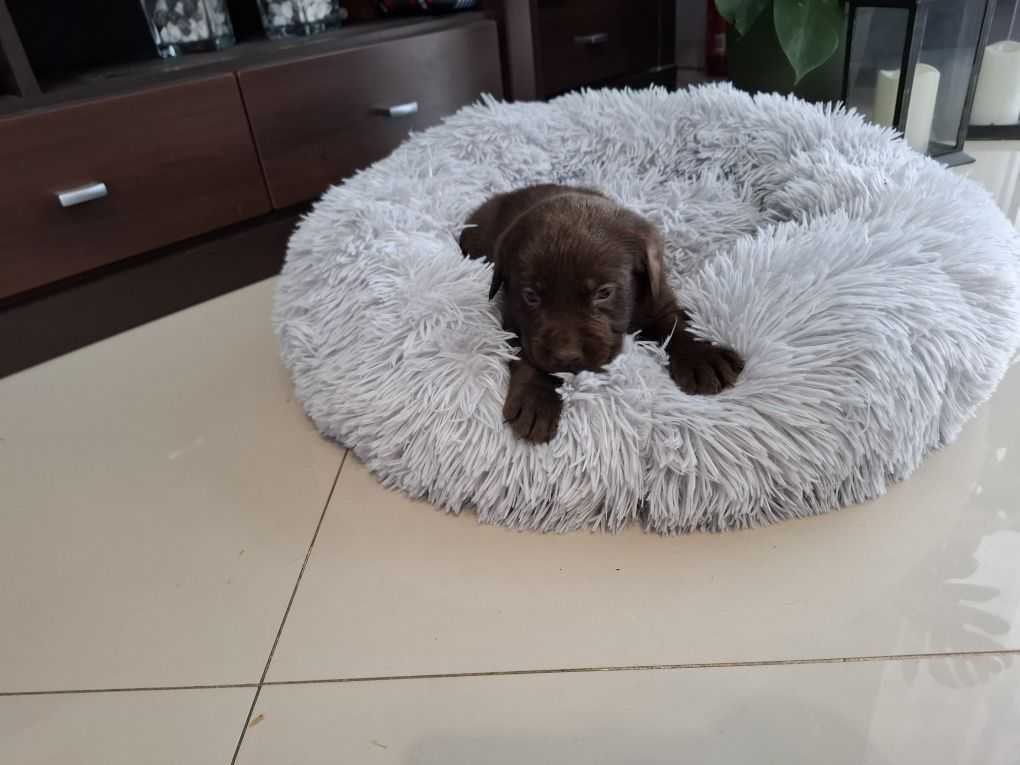Labrador Retriever czekoladowy