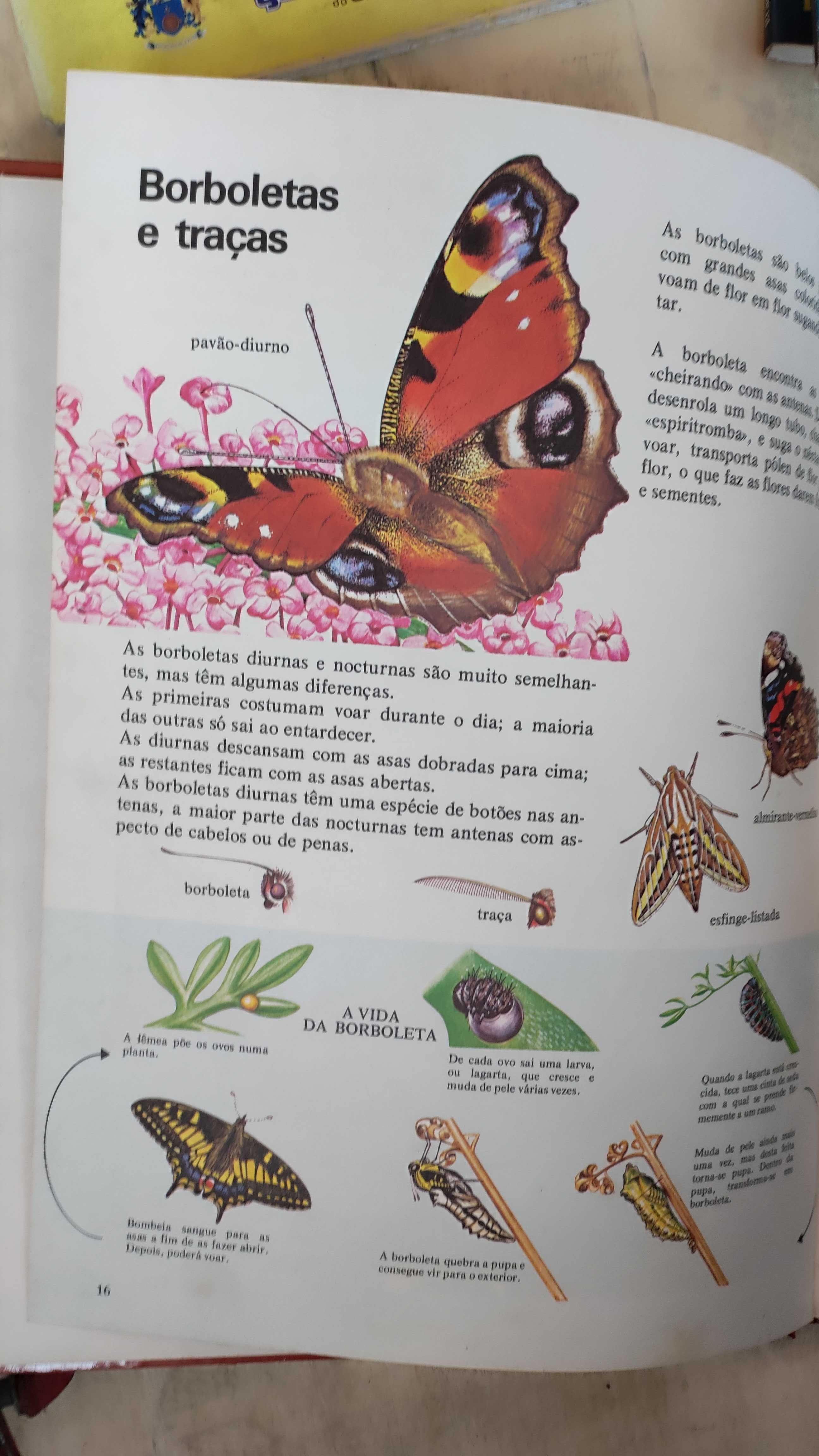 Livro educativo  Os Insectos