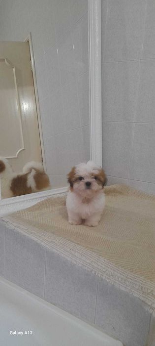 Shih tzu macho boa linhagem