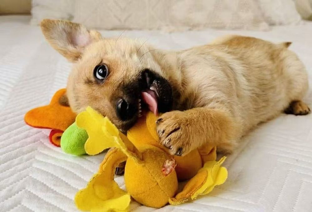 Mały Teo szuka domu