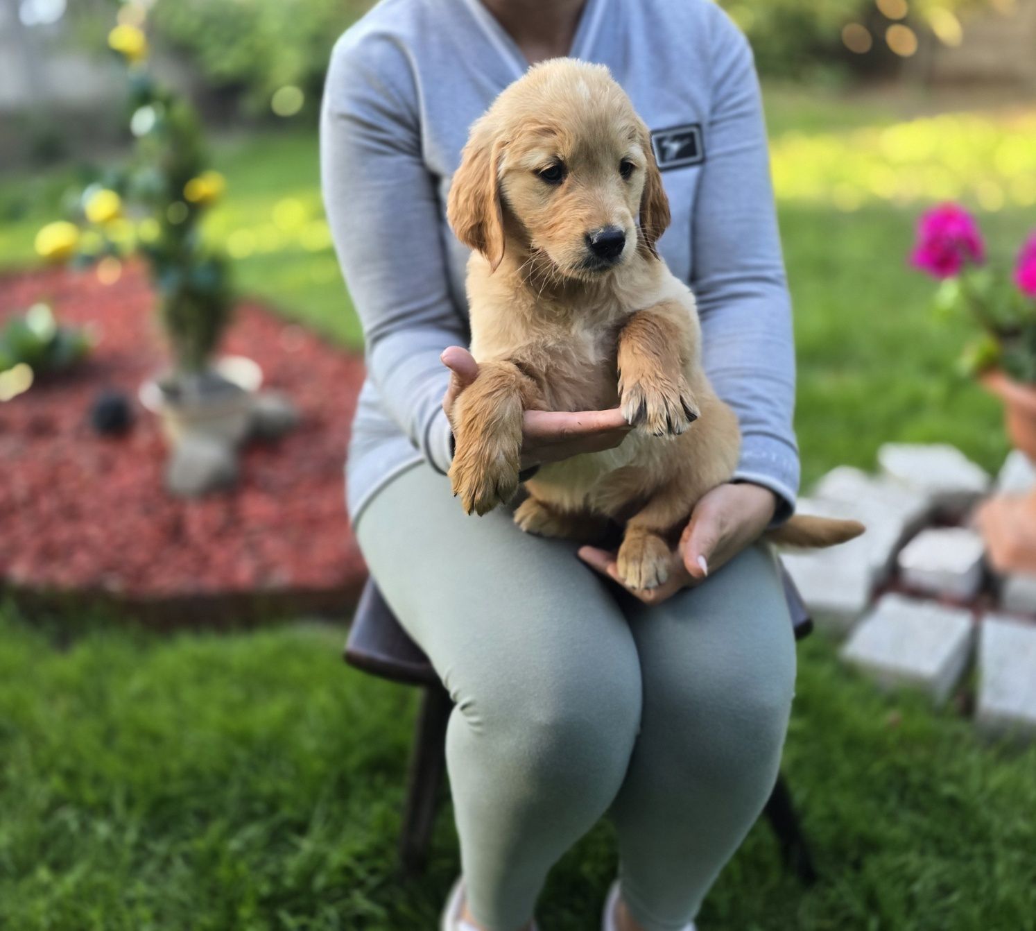 Golden retriever szczeniak