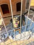 Jamnik do adopcji