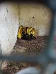 Patos Mudos bebés
