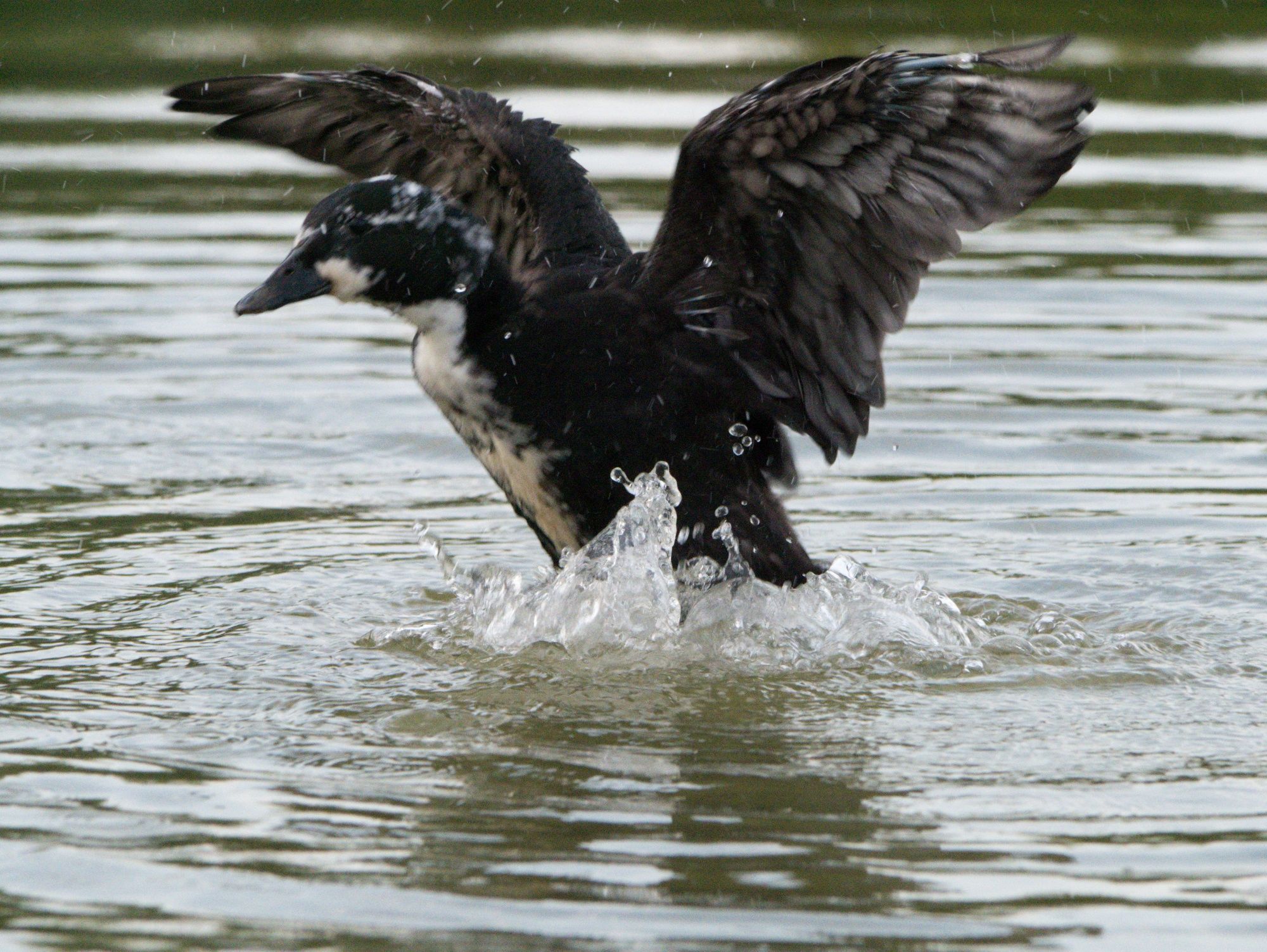 Kaczki  ozdobne call duck