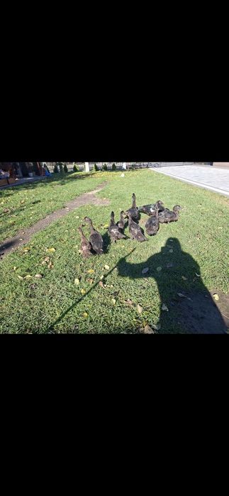 Sprzedam kaczki tegoroczne piżmowe