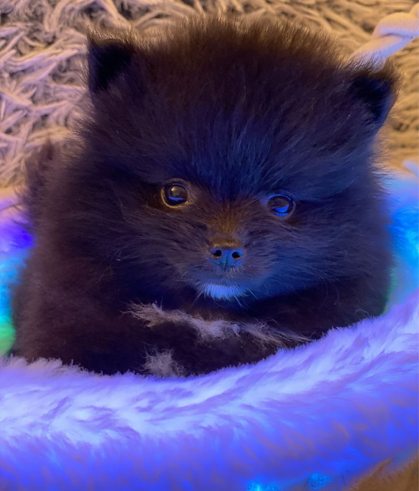 Pomeranian / szpic miniaturowy