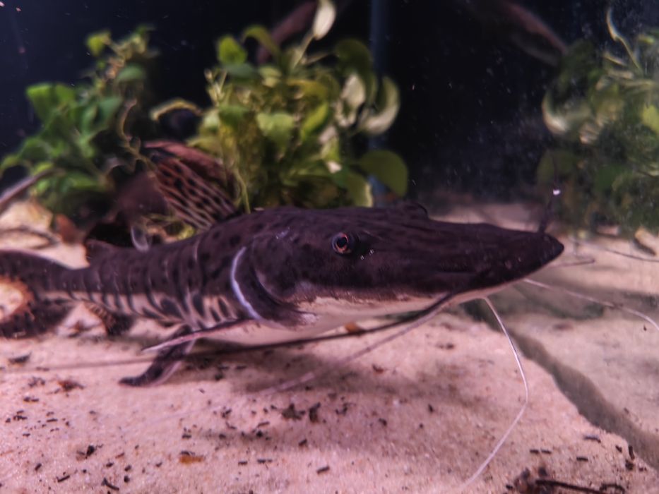 Sum płaskopyski (Pseudoplatystoma fasciatum) ok. 30 cm – Wolbrom