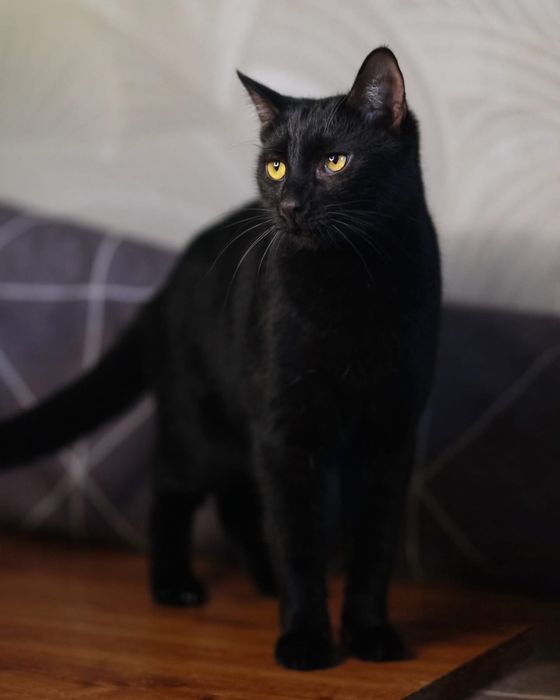 Котик шукає дім і родину