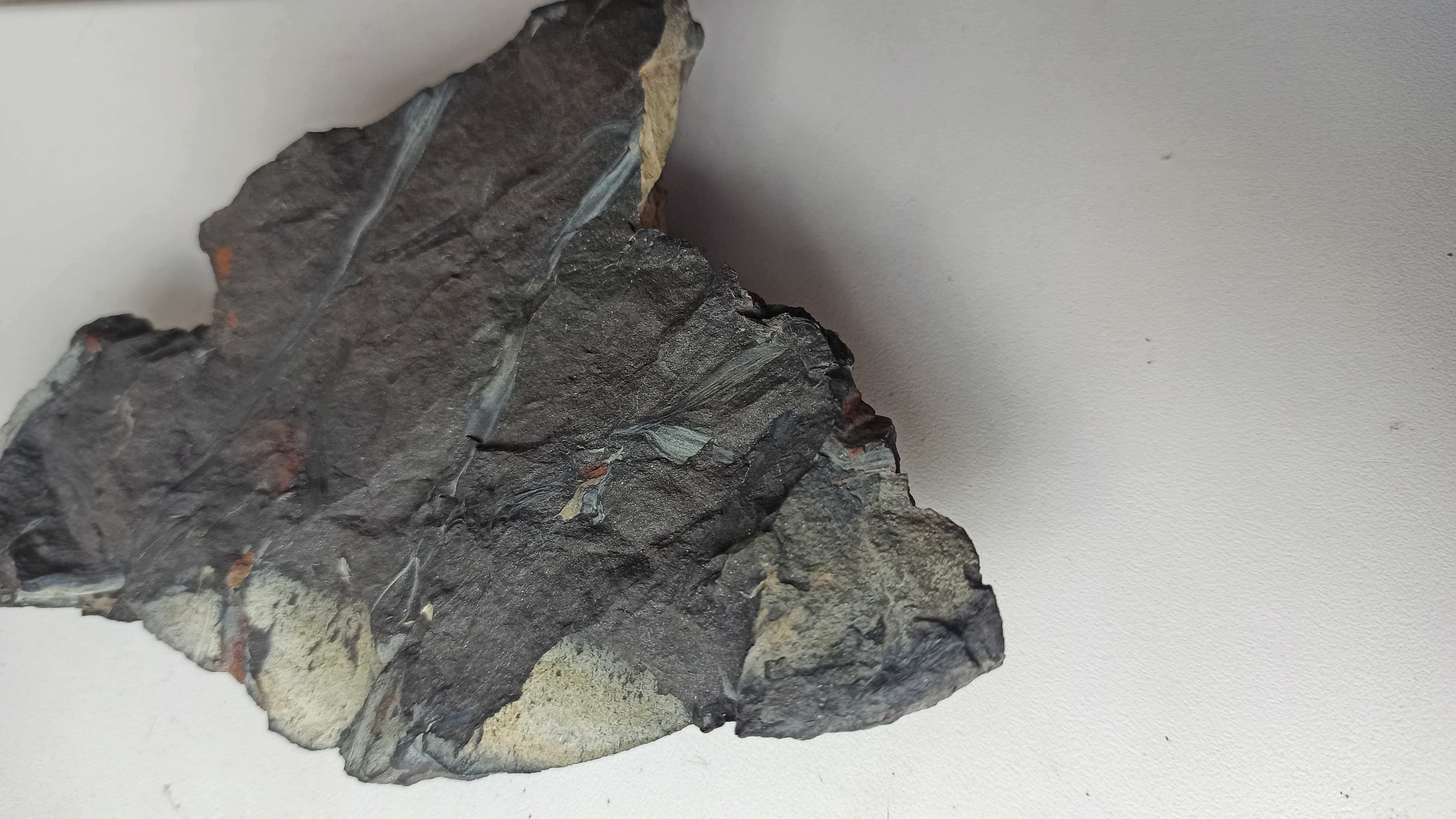Редкая окаменелость карбона Сyperites bicarinatus
