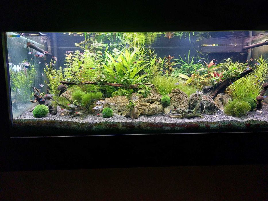 Hemianthus micranthemoides " Duży Heniek"